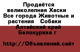 Продаётся великолепная Хаски - Все города Животные и растения » Собаки   . Алтайский край,Белокуриха г.